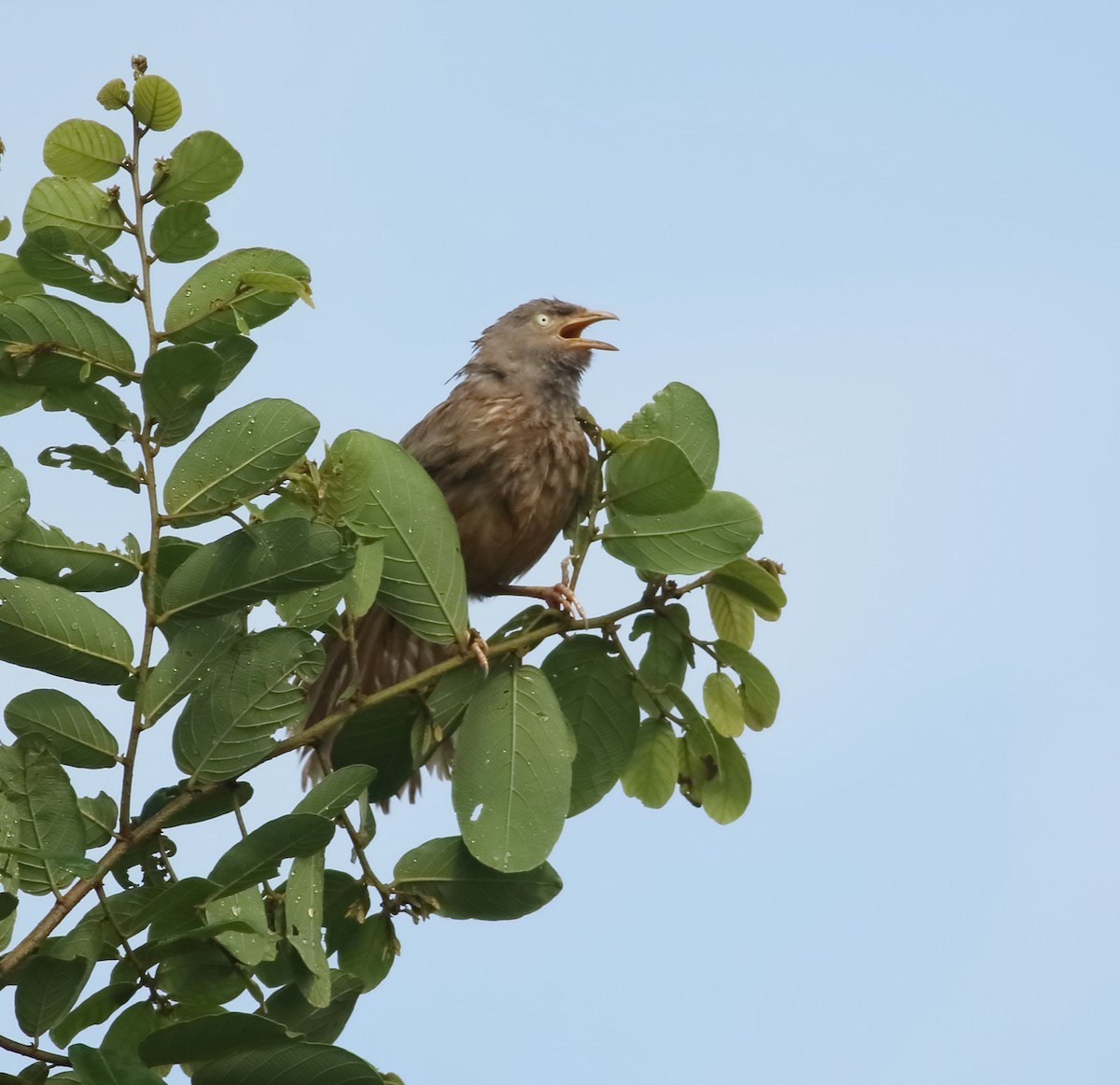 Jungle Babbler - ML623874690