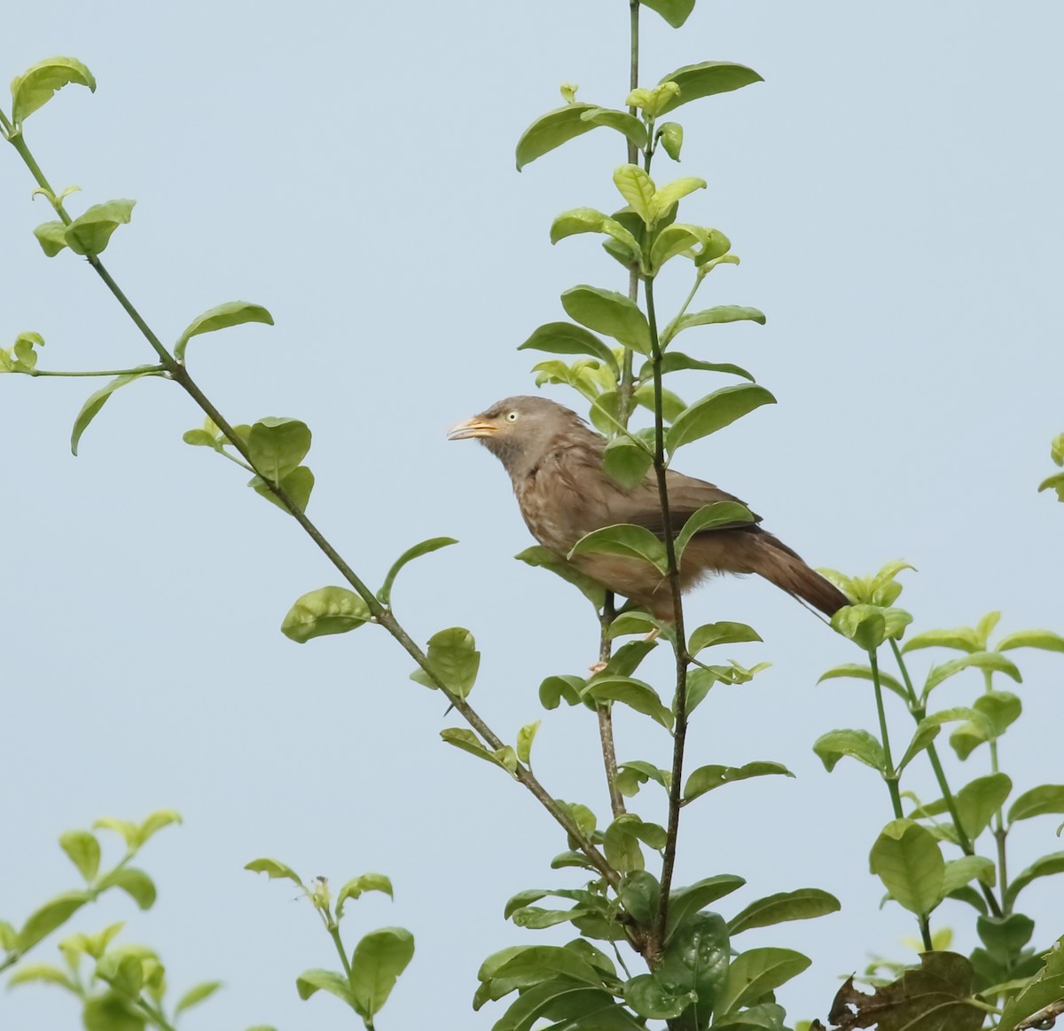 Jungle Babbler - ML623874693