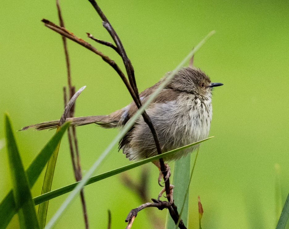 Karoo Prinia - ML623874705