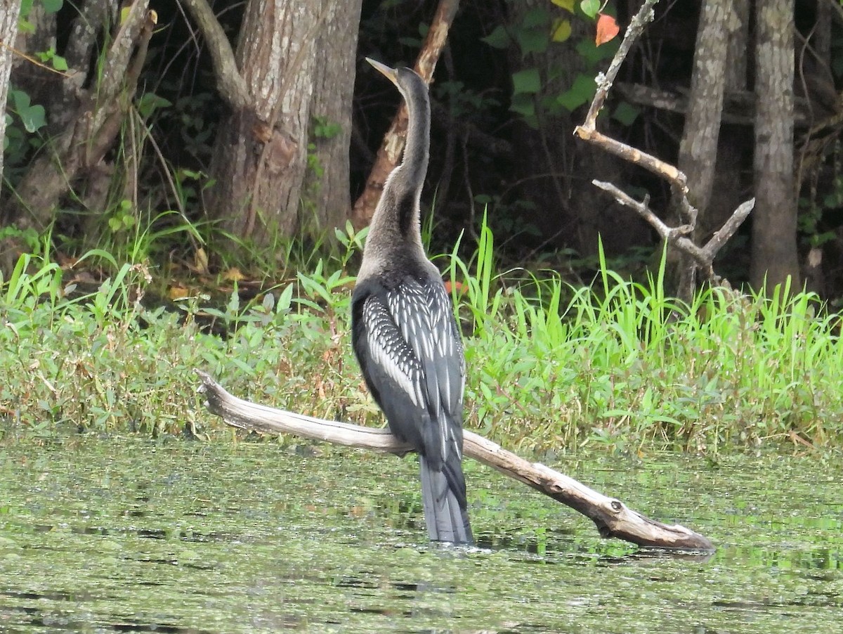 Anhinga Americana - ML623874712