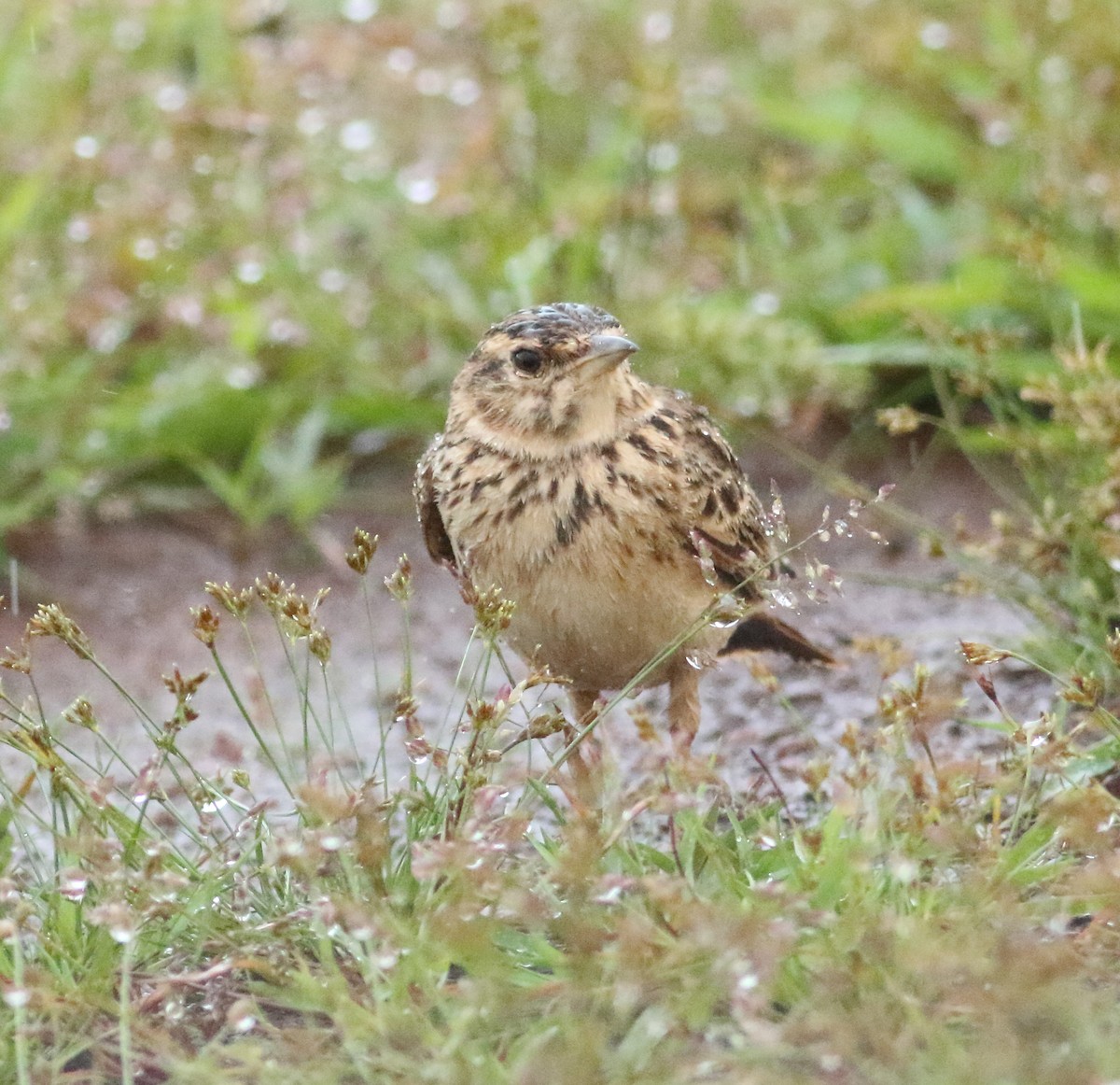 Malabar Lark - ML623874737