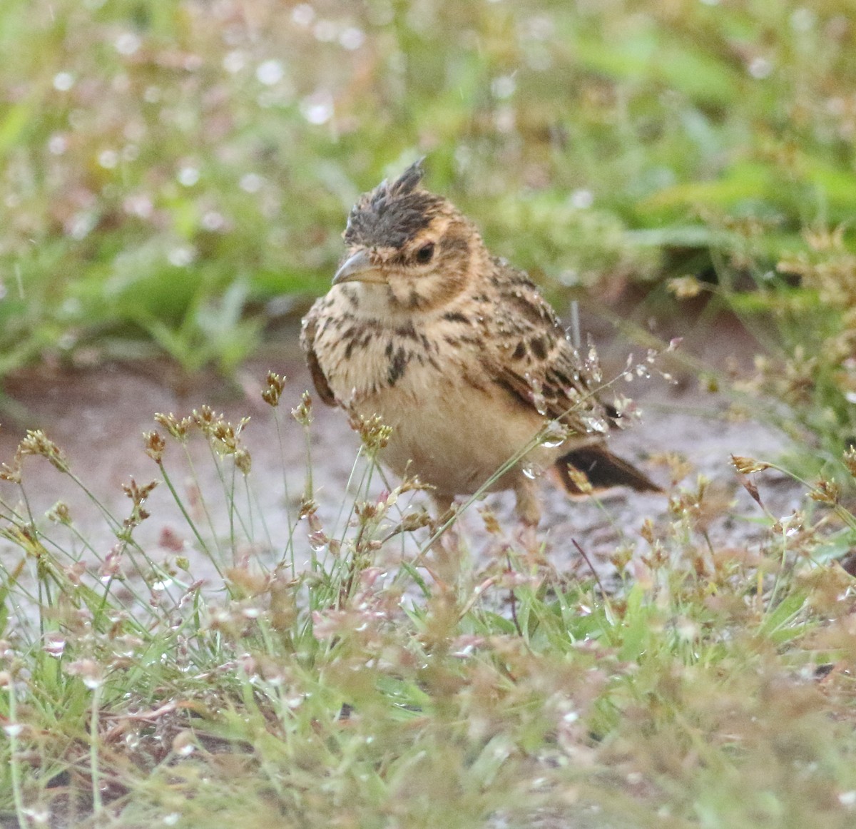 Malabar Lark - ML623874738