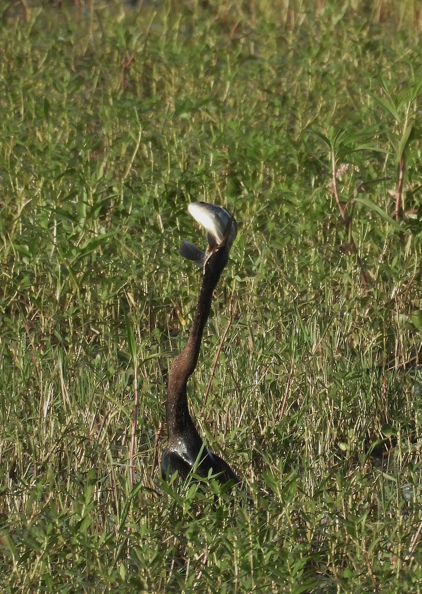 Oriental Darter - ML623874745