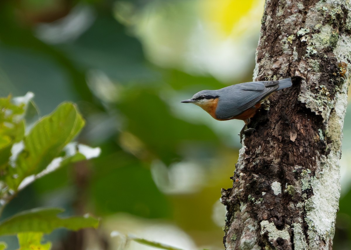 Burmese Nuthatch - ML623874747