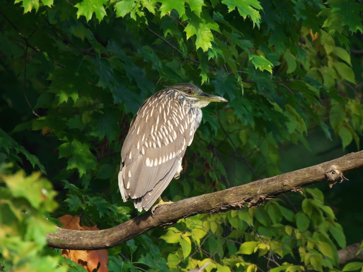 Ebird Checklist Sep Oakville Bronte Marsh Species