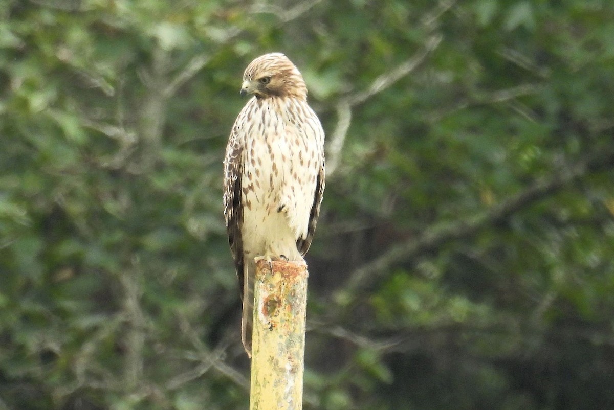 Red-shouldered Hawk - ML623874776