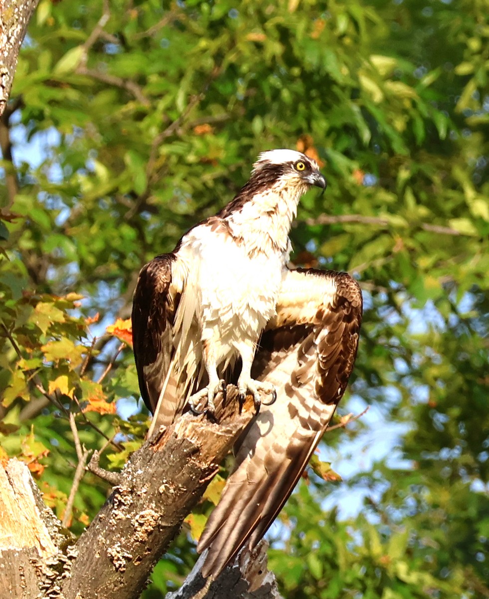 Osprey - ML623874798