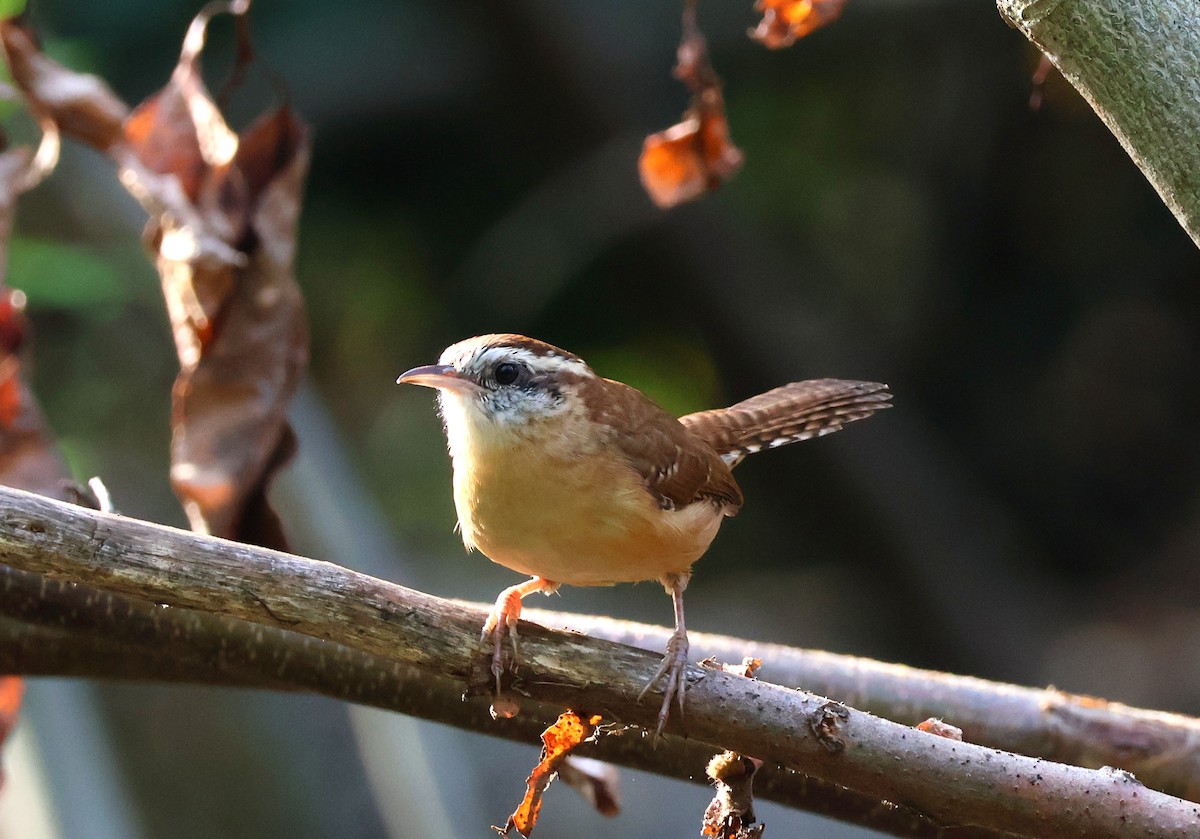 Carolina Wren - ML623874822