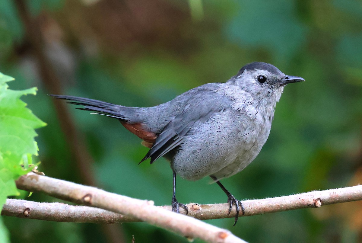 Gray Catbird - ML623874826