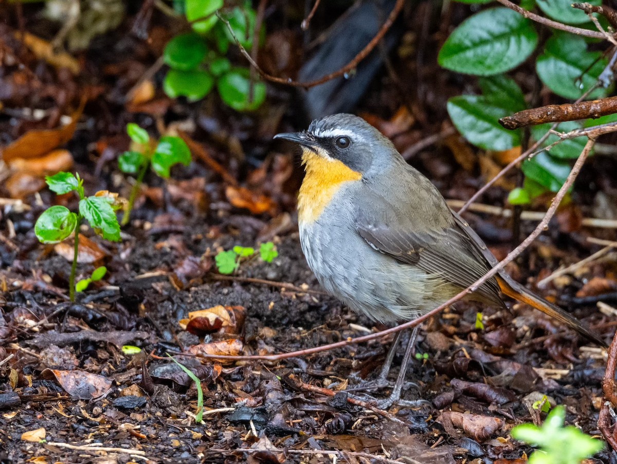 Cape Robin-Chat - ML623874830