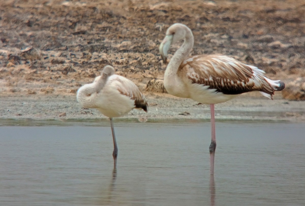 rosenflamingo - ML623874834