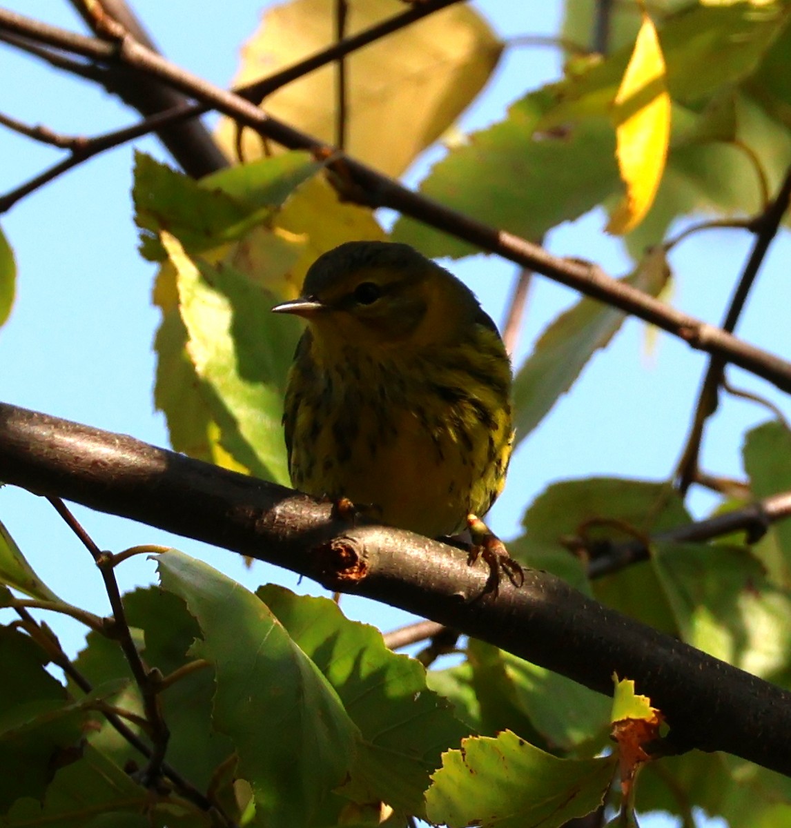 Cape May Warbler - ML623874836