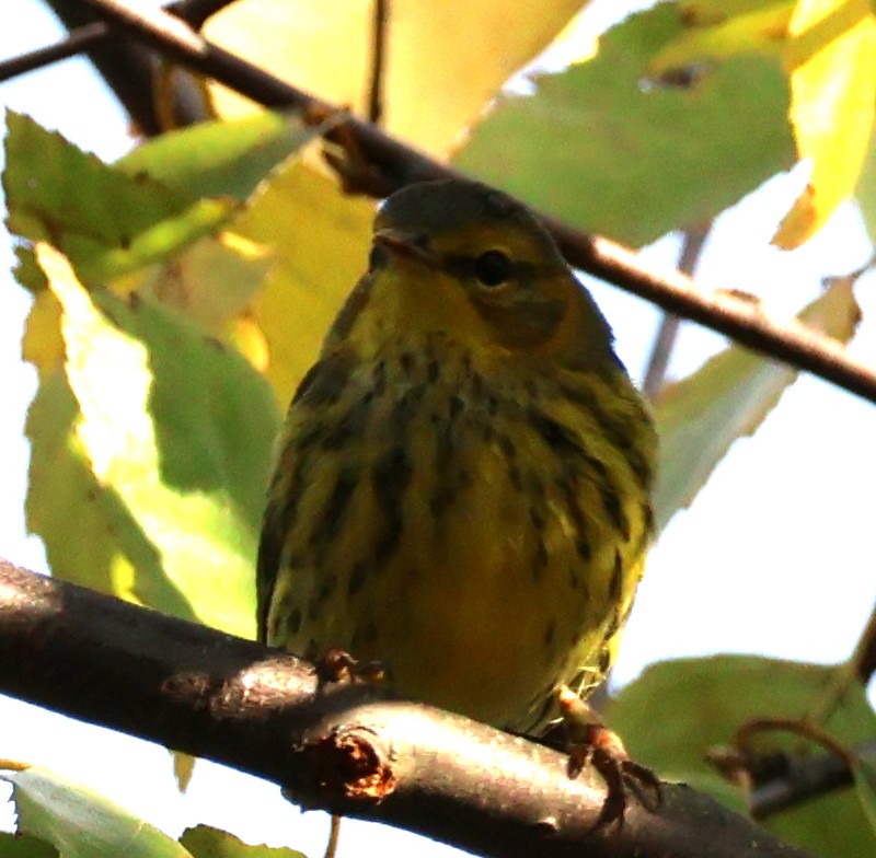 Cape May Warbler - ML623874837