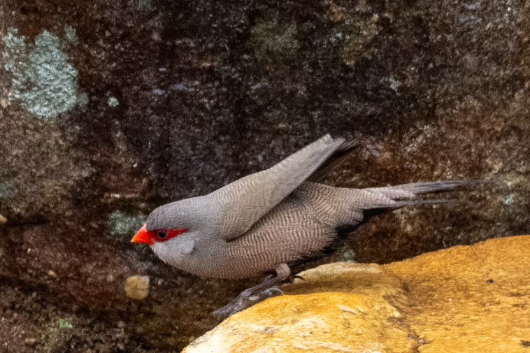 Common Waxbill - ML623874864