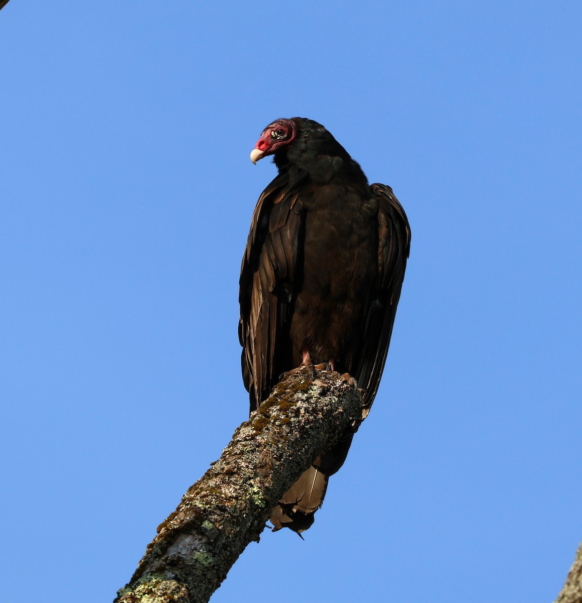 Turkey Vulture - ML623874877