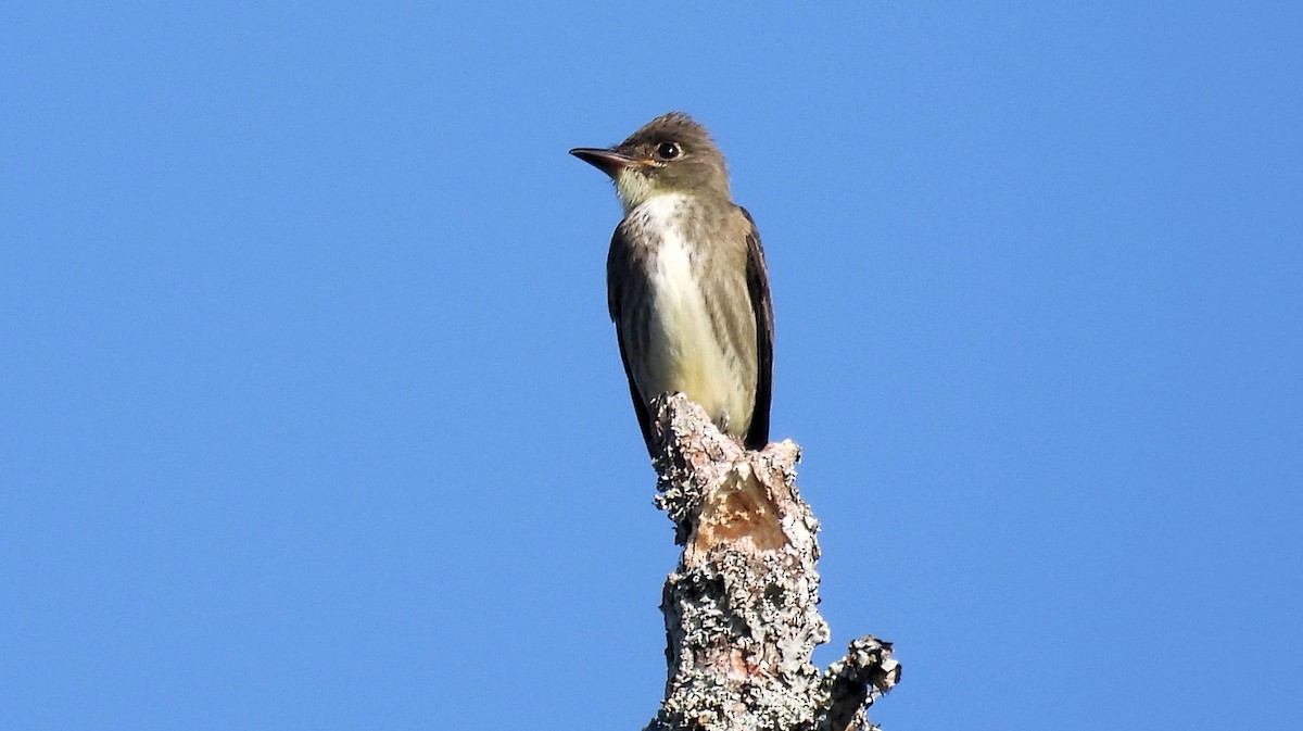 Olive-sided Flycatcher - ML623874893