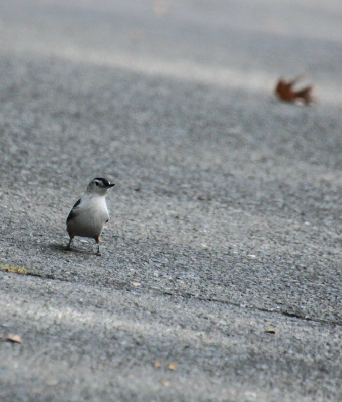 White-breasted Nuthatch (Eastern) - ML623874909