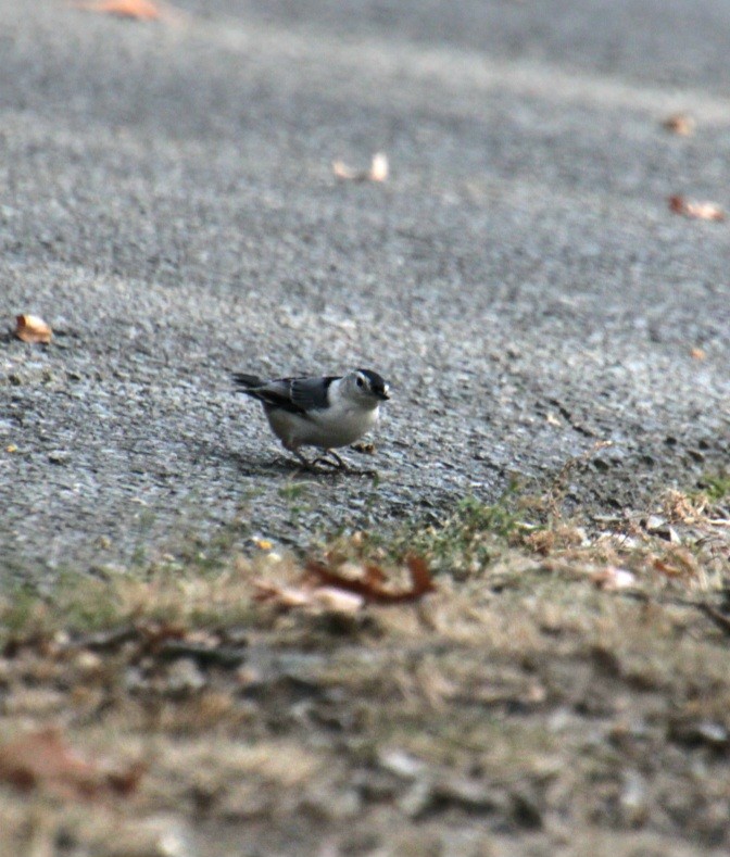 White-breasted Nuthatch (Eastern) - ML623874910