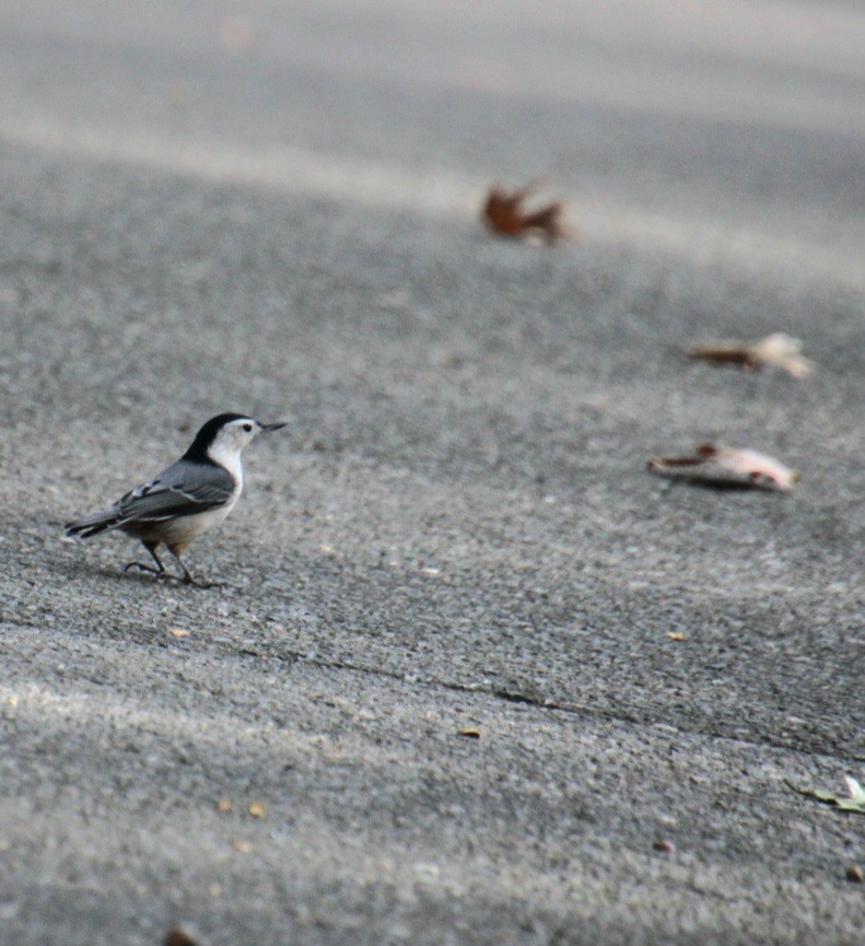 White-breasted Nuthatch (Eastern) - ML623874911