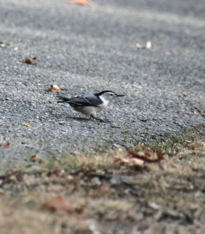 White-breasted Nuthatch (Eastern) - ML623874912