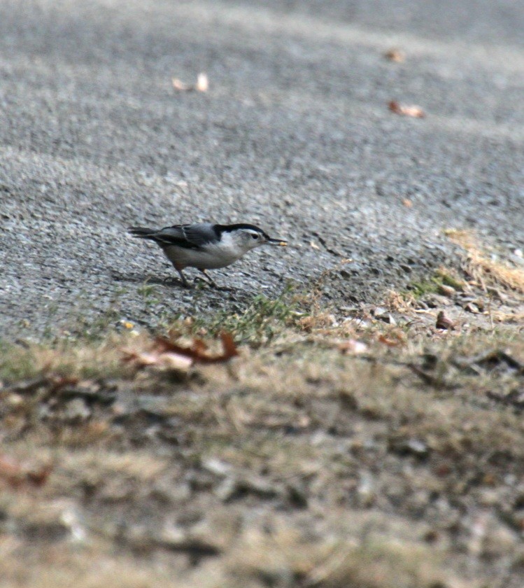 White-breasted Nuthatch (Eastern) - ML623874913