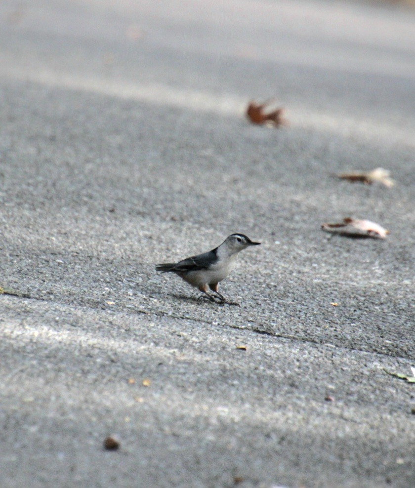 White-breasted Nuthatch (Eastern) - ML623874914