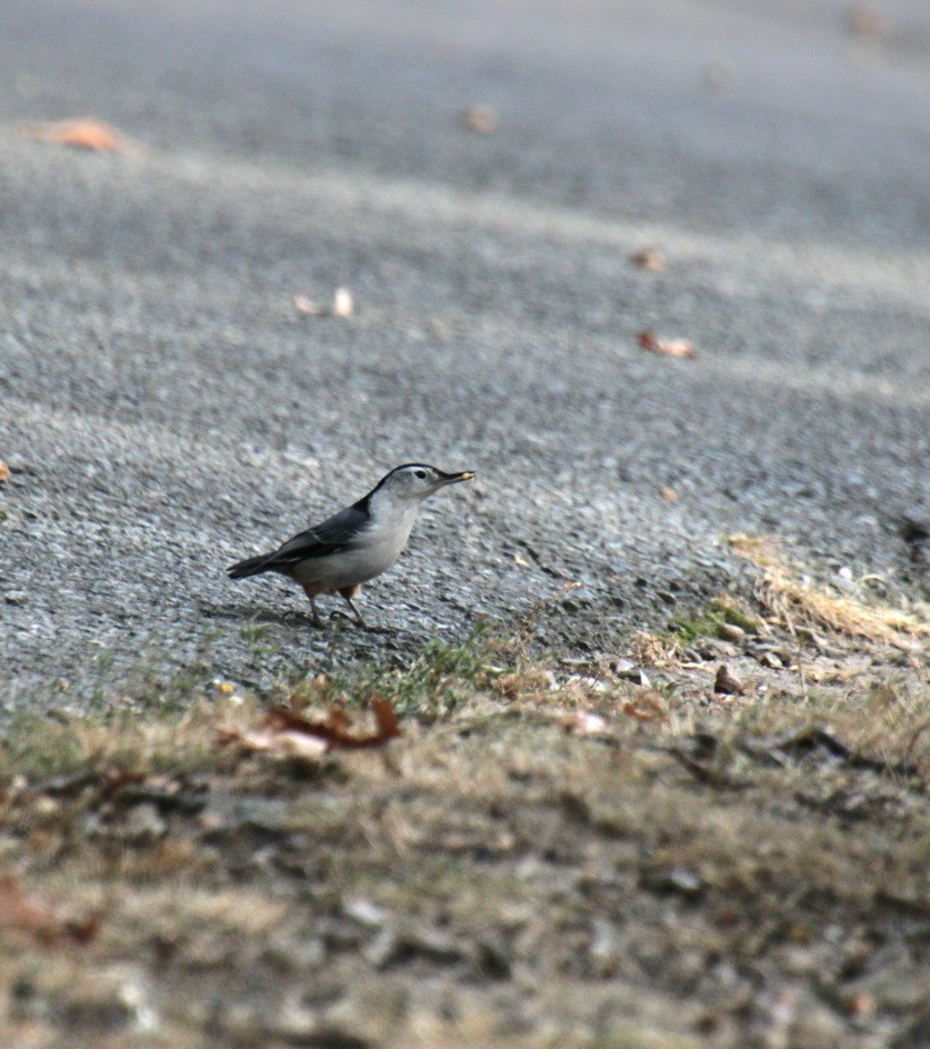 White-breasted Nuthatch (Eastern) - Samuel Harris