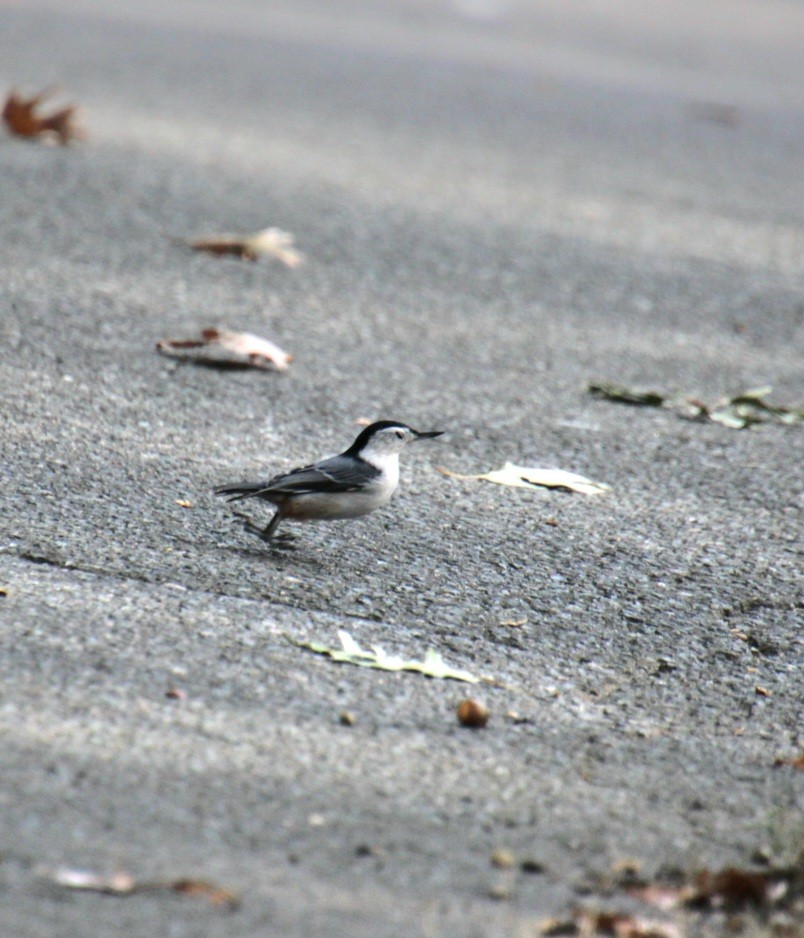 White-breasted Nuthatch (Eastern) - Samuel Harris