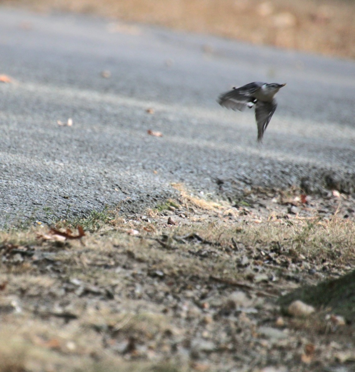 White-breasted Nuthatch (Eastern) - ML623874917