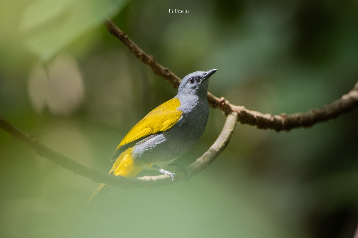 Gray-bellied Bulbul - ML623874925