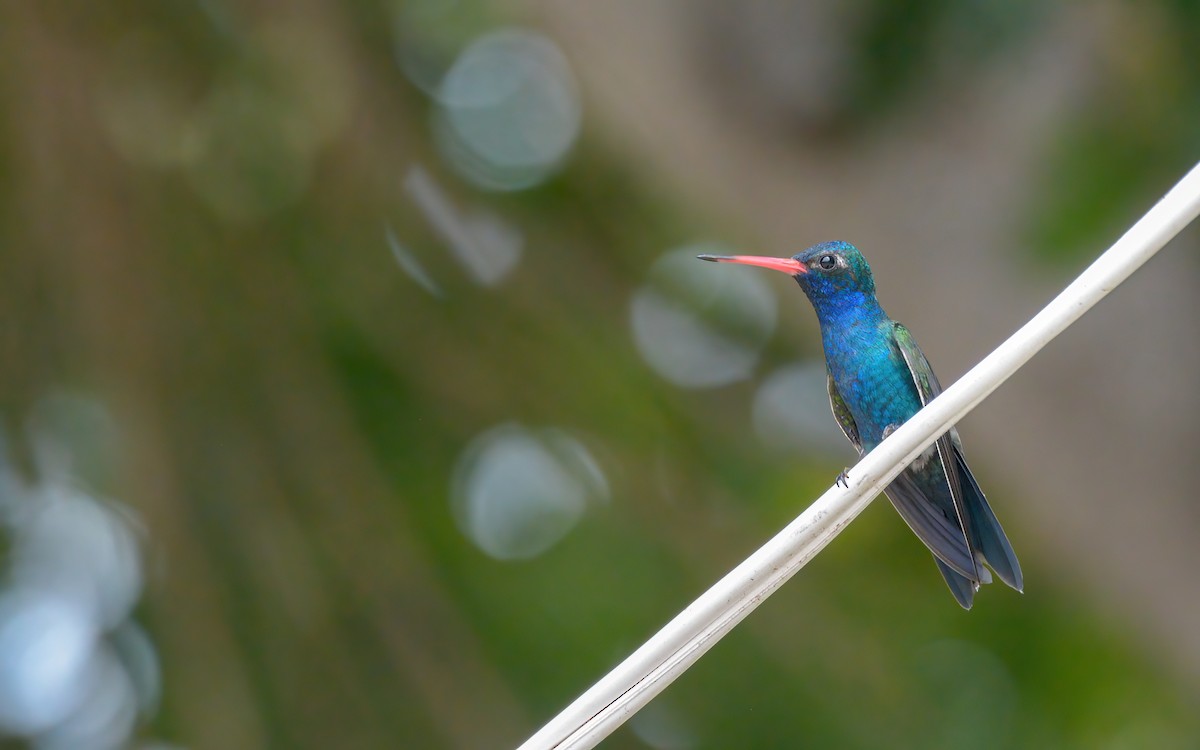 Blaugesichtkolibri - ML623874940