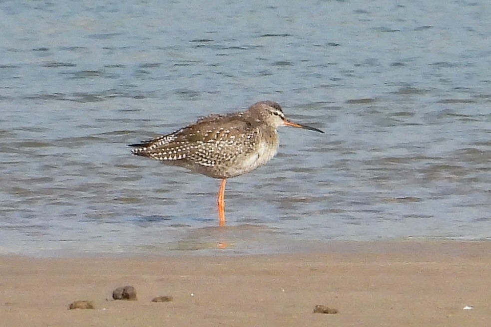 Spotted Redshank - ML623874955