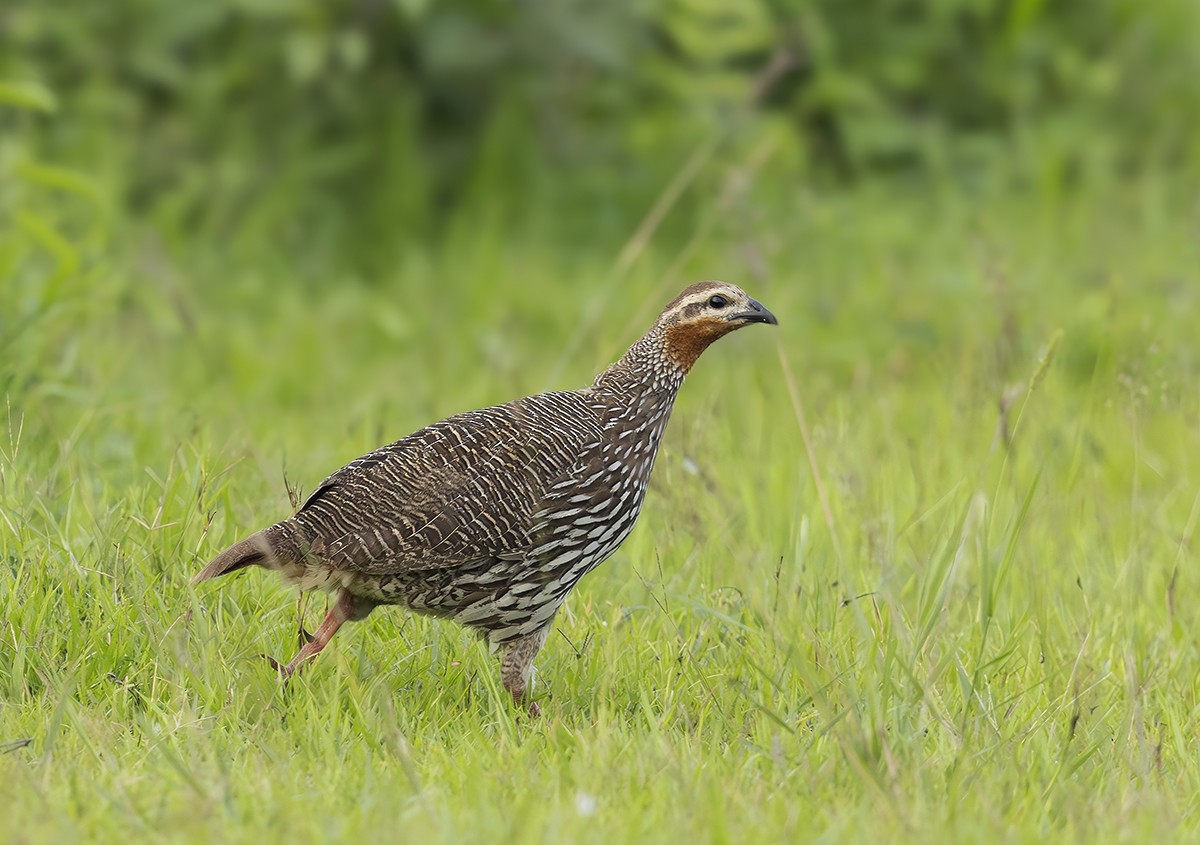 Swamp Francolin - ML623874971