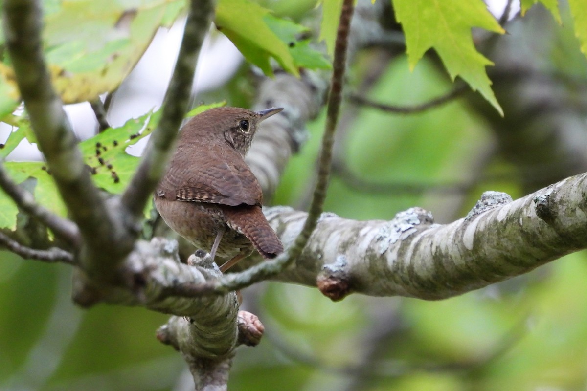 House Wren - ML623874972