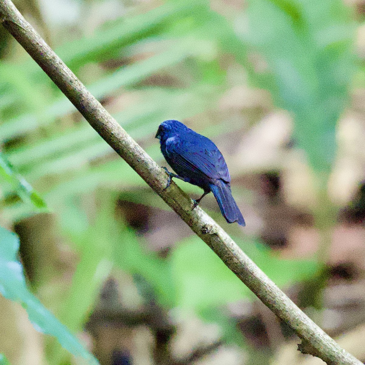 Amazonian Grosbeak - ML623874973