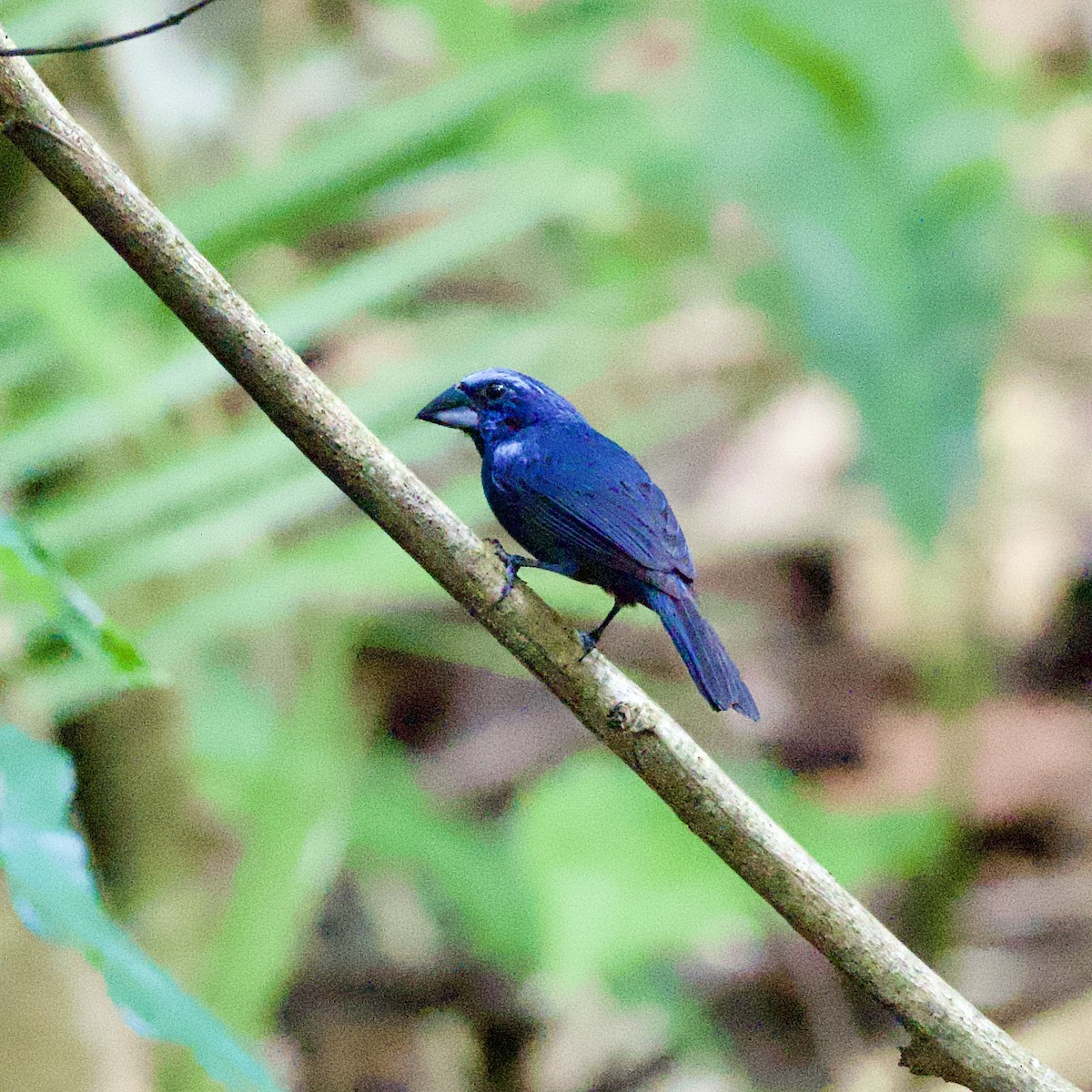 Amazonian Grosbeak - ML623874974