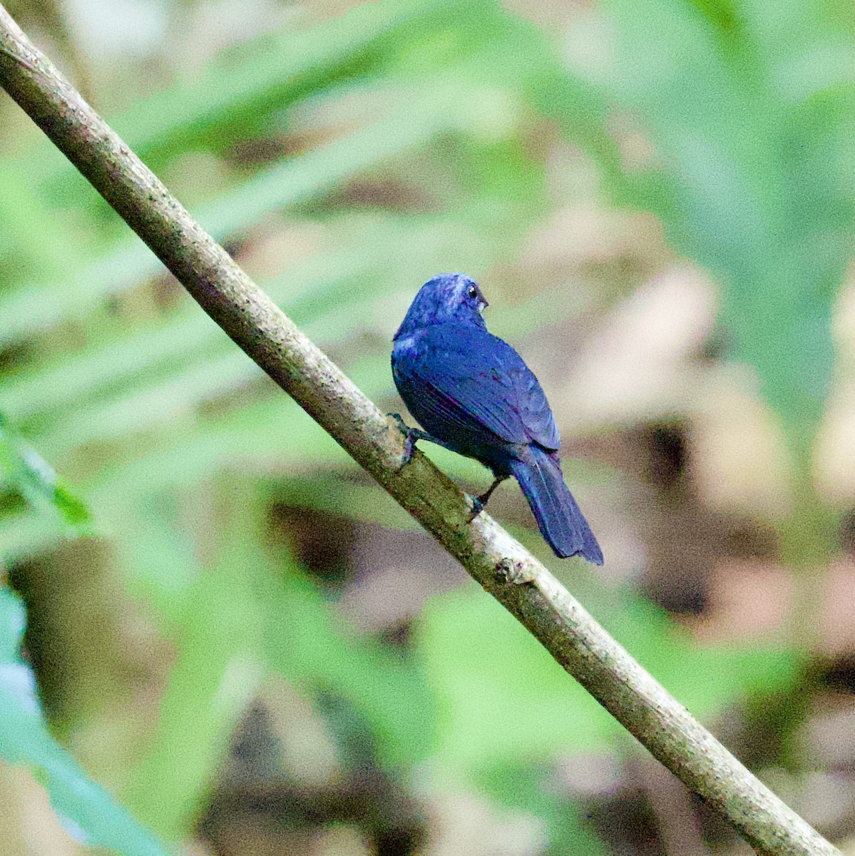 Amazonian Grosbeak - ML623874975