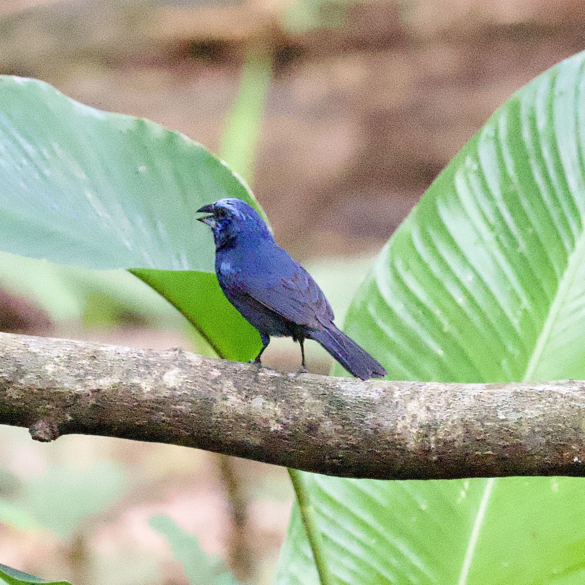 Amazonian Grosbeak - ML623874977