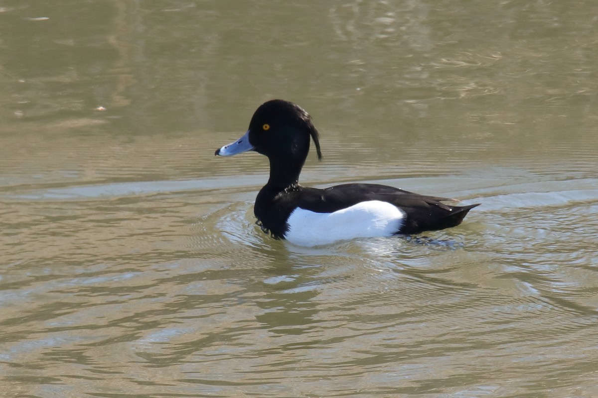 Tufted Duck - ML623875023