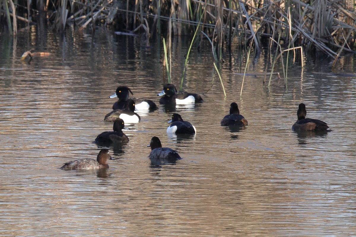 Tufted Duck - ML623875024