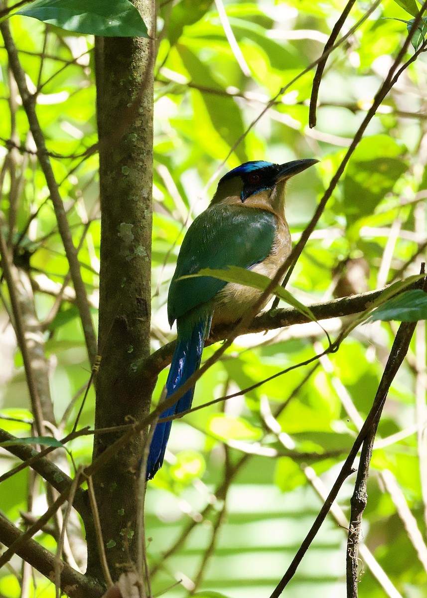 Amazonian Motmot - Peder Svingen