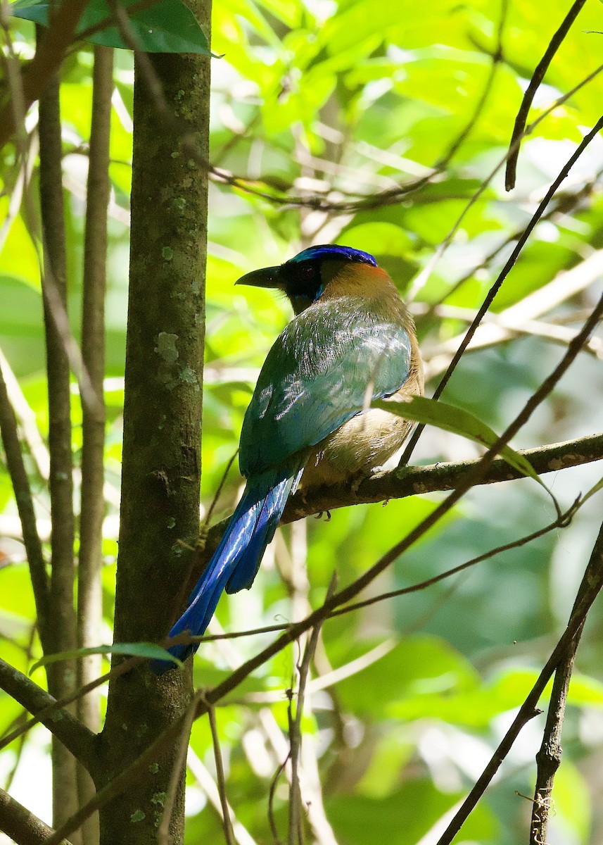 Amazonian Motmot - ML623875047