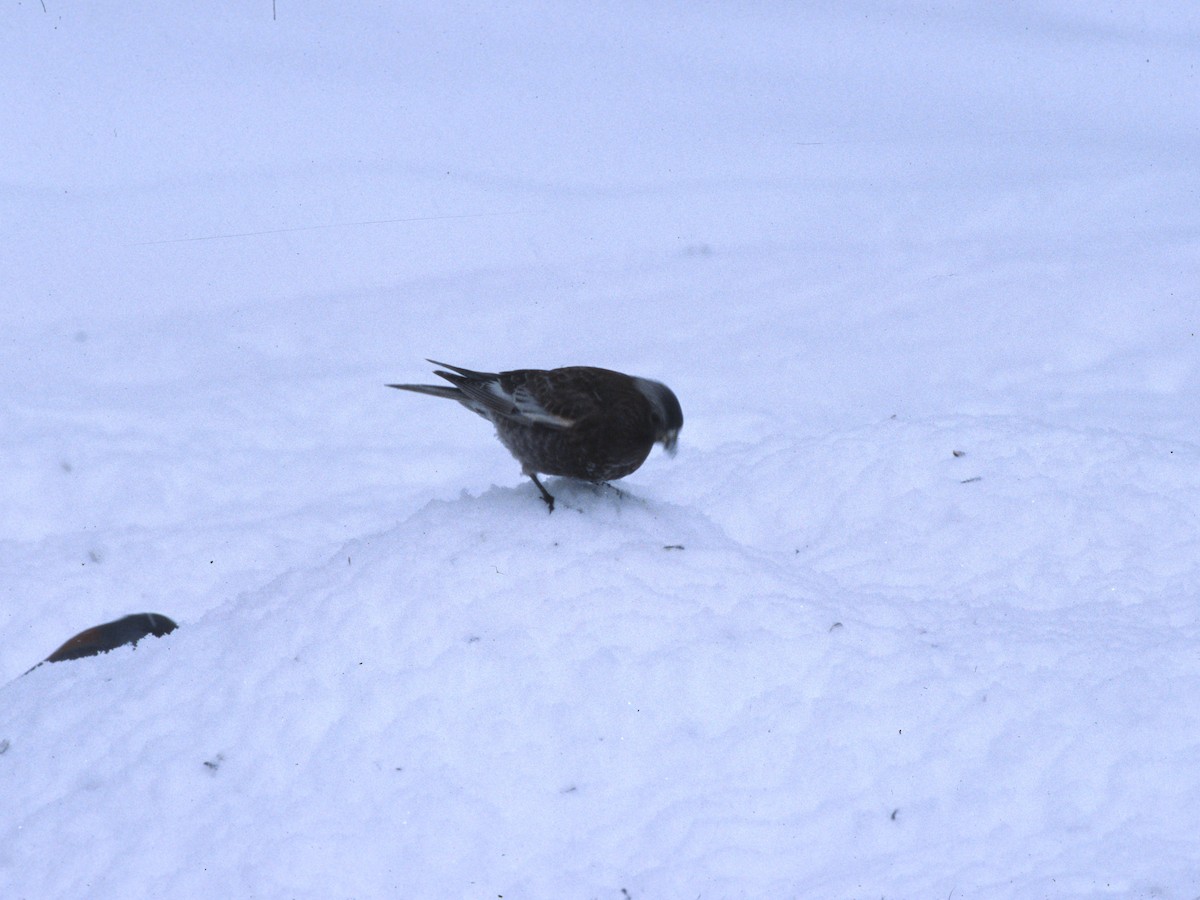 Black Rosy-Finch - Brad Carlson