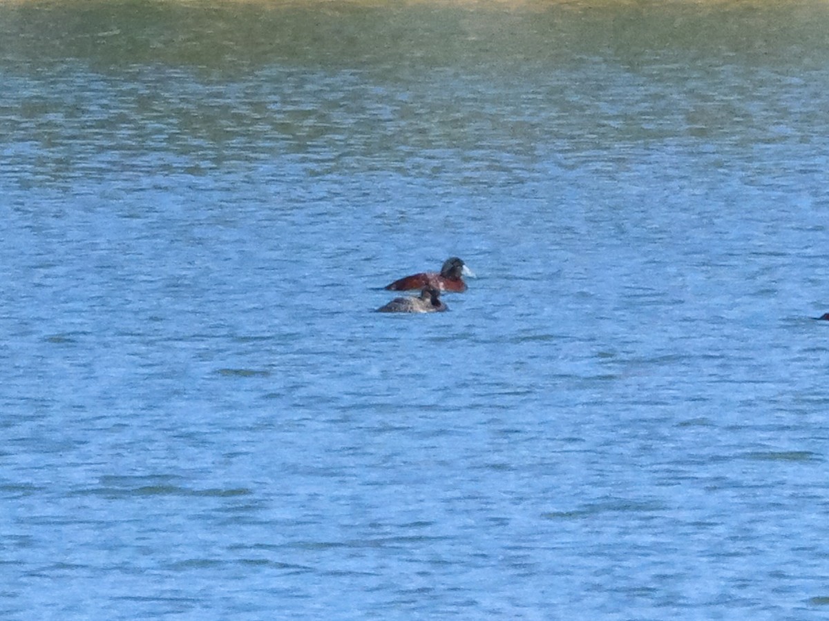 Blue-billed Duck - ML623875059