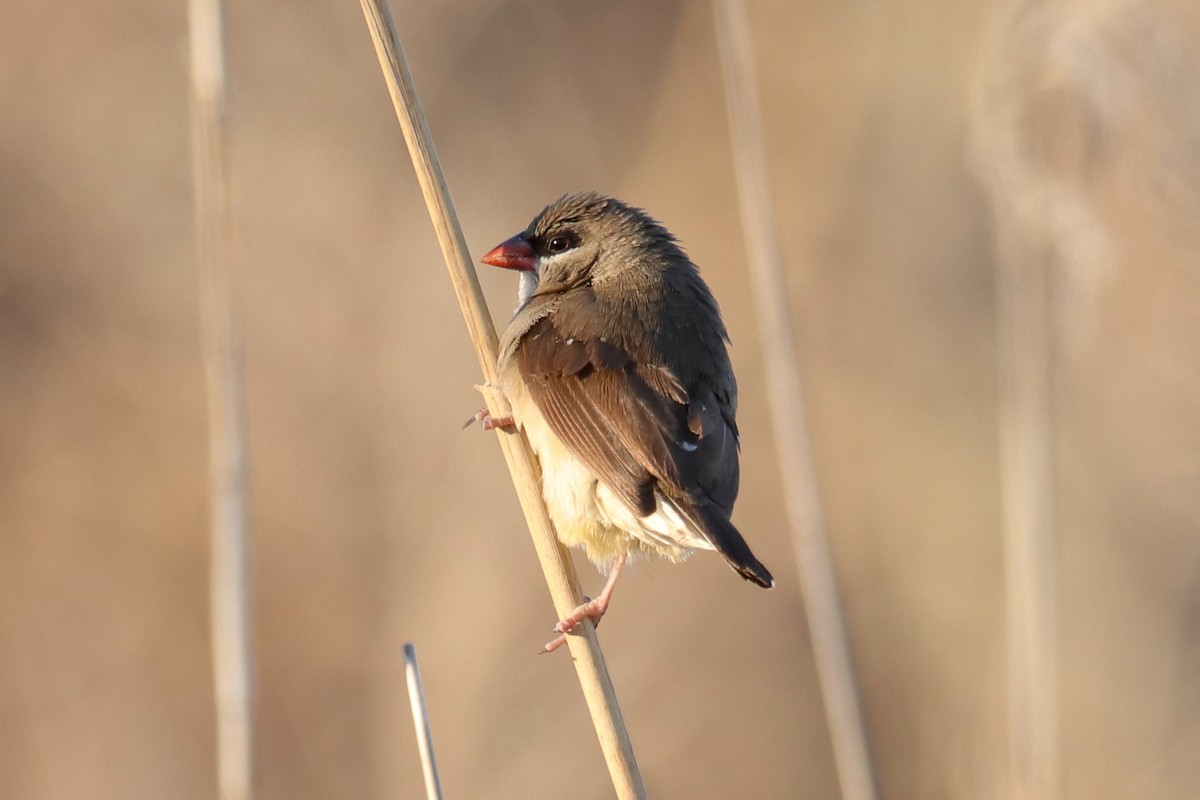 Red Avadavat - Antonio Espin Fernandez