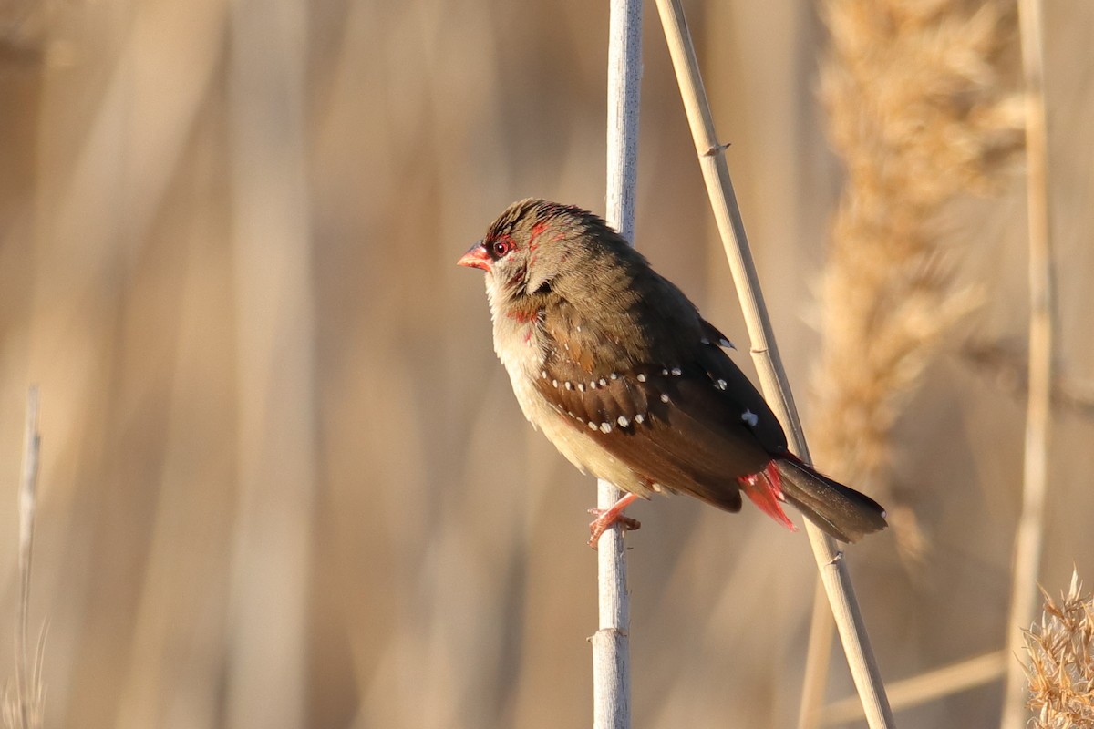 Red Avadavat - ML623875077