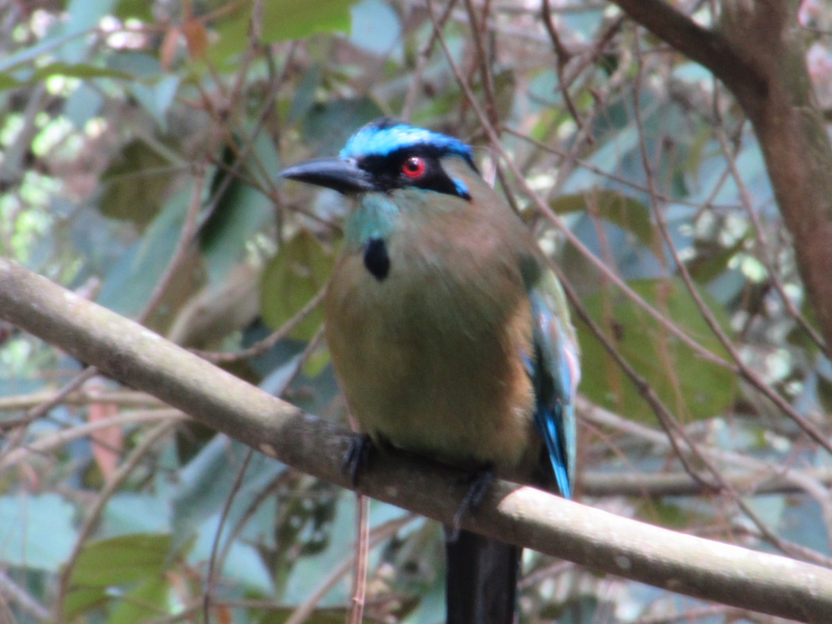 Andean Motmot - ML623875127