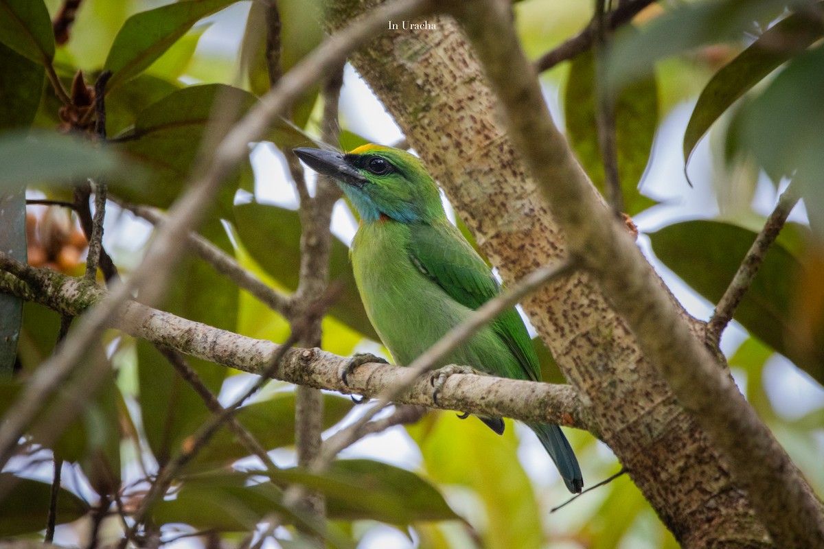 Yellow-crowned Barbet - ML623875128