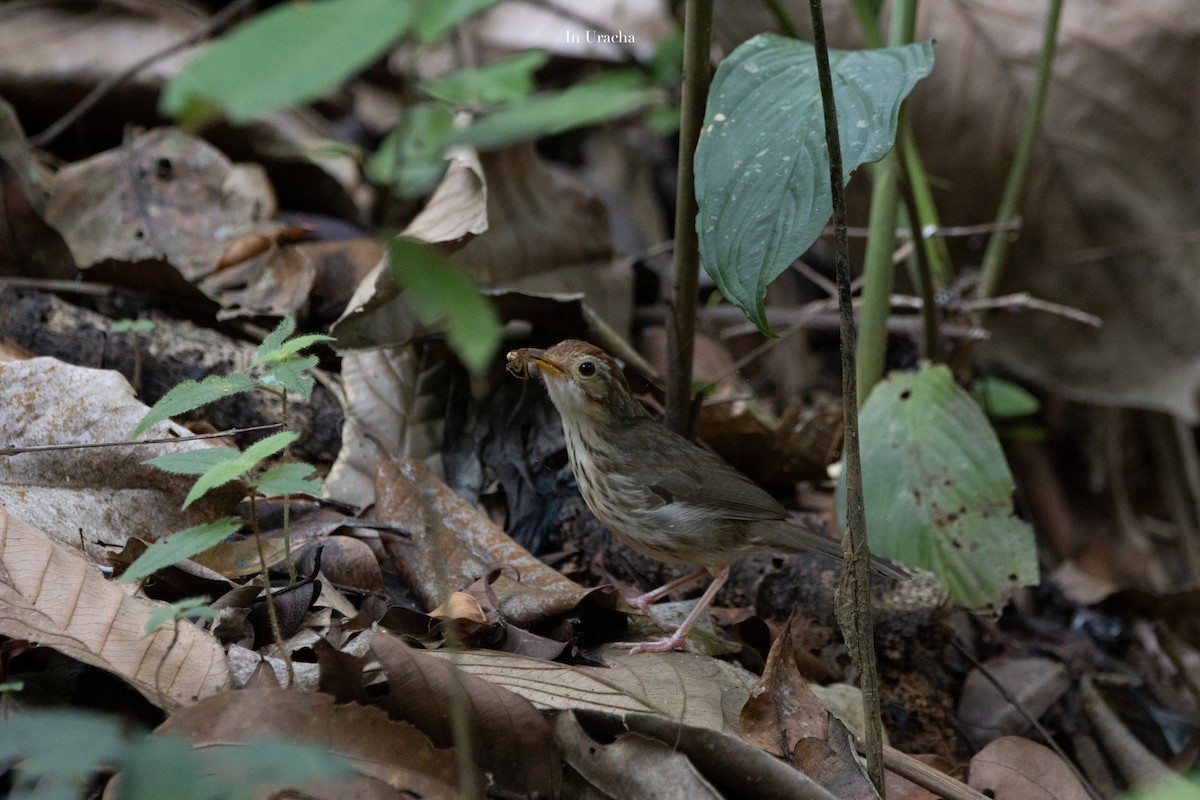 Puff-throated Babbler - ML623875136