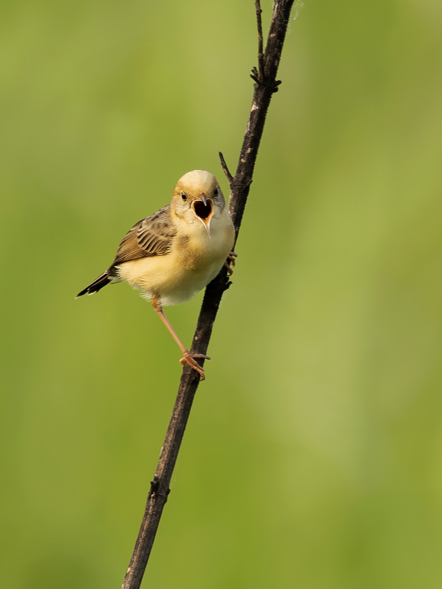 Golden-headed Cisticola - ML623875149